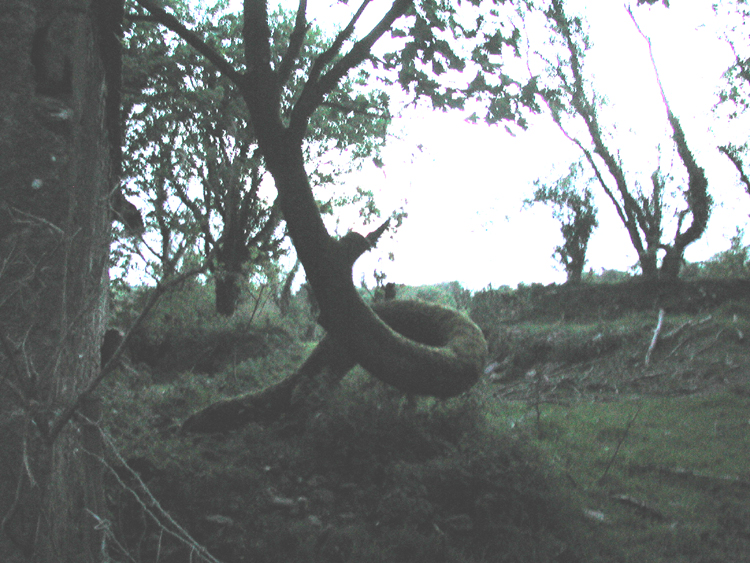 Tree at Swanton farm in Lissicorrane.jpg 422.6K